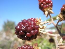 red blackberry on a bush