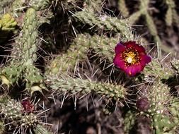 red flower on a cactus