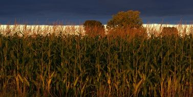 indiana corn farm