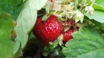 red strawberries under leaves
