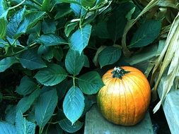 pumpkin on wooden steps at green plants