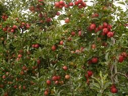 apple orchard tree