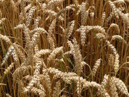 yellow cereal on the wheat field