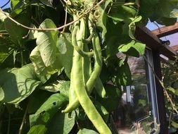 green beans on plant