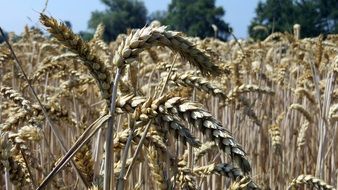 ripe ears of corn in the field