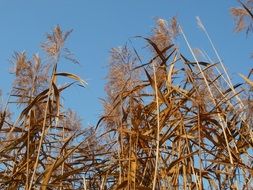 phragmites reed
