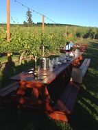 picnic among vineyards