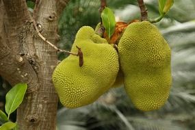 exotic prickly fruits