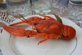 boiled cancer on a white plate