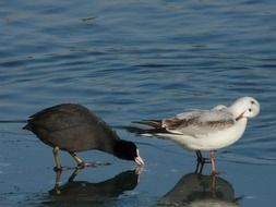 white and black seagulls near the water