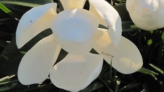 white magnolia flower close-up