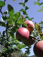 extremely delicious apple fruit