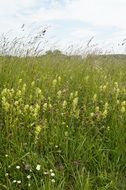 wild flower big meadow