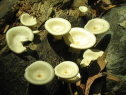 porcini mushrooms on a tree