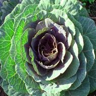 huge cabbage with lots of leaves