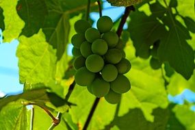 unripe sour grapes in vineyard