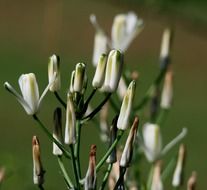 white buds