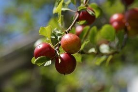 ripe yellow plums on a tree