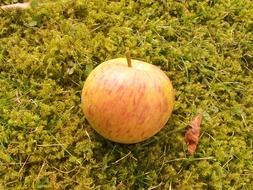 Apple on the lawn