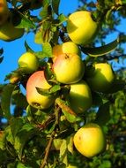 healthy apple tree