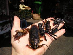 fried insects on hand, cambodian cuisine