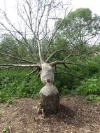 beaver eaten tree