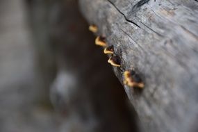 mashrooms on edge grey tree macro photo