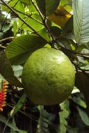 green guava fruit on a tree branch