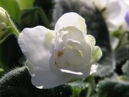flowers white close-up