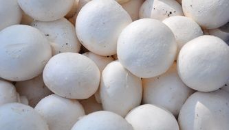 mushrooms close-up