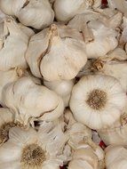 sharp garlic tubers close-up