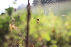 spider on a web on a stick