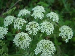 wide inflorescence with tiny white flowers