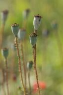 stalk of poppy with seeds