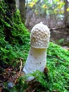 morel mushroom white color forest