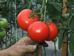 red tomatoes on plant in old person’s hand