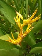 Yellow bird paradise flowers in the forest