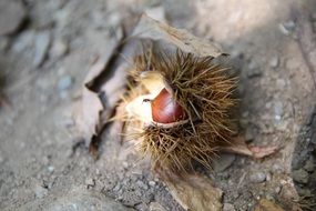 chestnut on ground