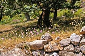 pile of stones on a background of the plantation of olive trees