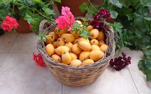Loquat fruits in the basket