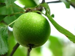 green round apple on a branch