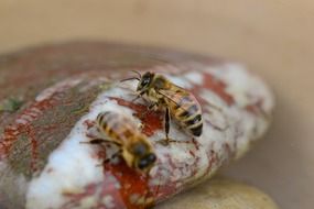 Close-up of honey bee insects