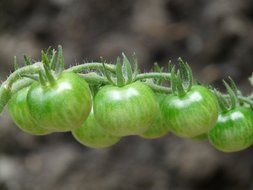 small green tomatoes on a branch