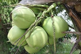 dainty coconut vietnam