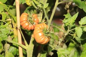 pink bush tomatoes