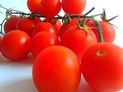 fresh ripe tomatoes on branch