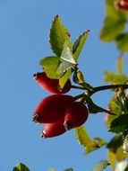 rosehip on a branch with green leaves close-up on blurred background