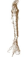 White horseradish root
