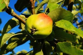 apple on a branch