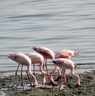 Group of pink flamingos near the water